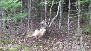 Coyote Snaring 2011 New BrunswickCanada HD [upl. by Alber]