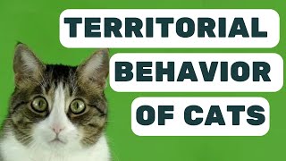 Why Is My Cat Territorial Decoding Feline Behavior [upl. by Soll]