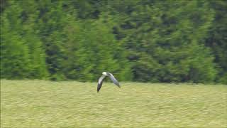 Swallowtailed Kite  a rarity in Ontario [upl. by Reemas]