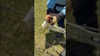 How to Repair Barbed Wire Fast Easy and Strong [upl. by Eiramrefinnej]