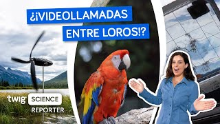 Unos científicos enseñan a los loros a hacer videollamadas  Twig Science Reporter en Español [upl. by Becka]