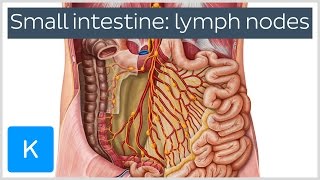 Lymph Nodes of the Small Intestine preview  Human Anatomy  Kenhub [upl. by Nylave]