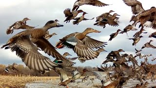 5000 GREEN WING TEAL MALLARDS FLOODED CORN FIELD WIGEON TEAL AEROBATIC MASTERS PUT ON A SHOW [upl. by Atiuqehc174]