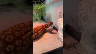 Red Ackie monitor [upl. by Cazzie]