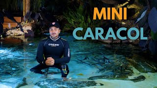 MINI CARACOL  LAGO NA PRÁTICA  DICA DE OURO EP35 [upl. by Fayette]