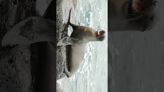 California Sea Lion California Sealion Zalophus californianus  Observed in Description [upl. by River]