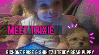 Meet Trixie  Bichon Frisé Shih Tzu  Teddy Bear Puppy 💕😍 [upl. by Wren364]