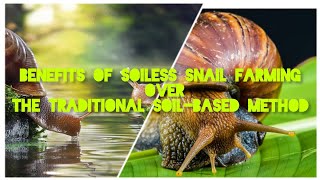 UNLOCKING THE BENEFITS OF SOILESS SNAIL FARMING OVER THE TRADITIONAL SOILBASED METHOD [upl. by Molloy]