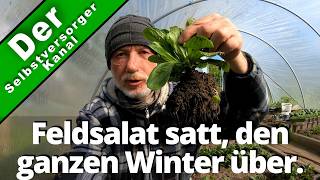 Feldsalat satt den ganzen Winter über [upl. by Kim]