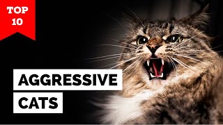 10 Most Aggressive Cat Breeds in the World 1 is Shocking [upl. by Veta]