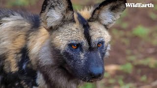 Wild dog surprise  SafariLIVE Sunrise  02 October 2024 [upl. by Opportina47]