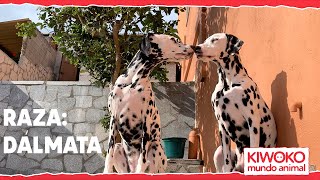 Como Se Hizo 101 Dalmatas The Making of 101 Dalmatias [upl. by Nylyram690]