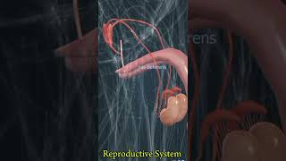 Without Epididymis Reproductive System education anatomy biology humanbodysystem medical body [upl. by Enyalahs]