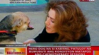 BT Hero dog na si Kabang patuloy bumubuti ang kondisyon matapos ang chemotheraphy sessions [upl. by Aseuqram797]