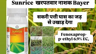 Ricestar Herbicide Bayer Fenoxaprop p ethyl 67EC paddy field [upl. by Aeynod]