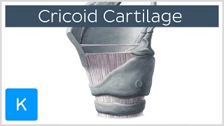 Cricoid Cartilage Function and Overview  Human Anatomy  Kenhub [upl. by Buine294]