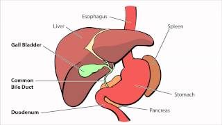 Biliary Atresia  What is Biliary Atresia [upl. by Anuala486]