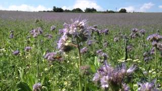 Honig von Phacelia bei BienenProdukte24de [upl. by Vere]