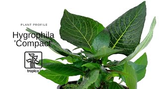 Hygrophila Compact [upl. by Urbas]