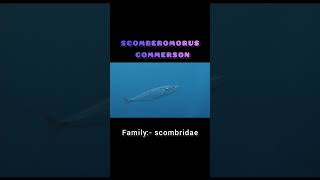 scomberomorus commerson classification and commentary [upl. by Khalsa855]