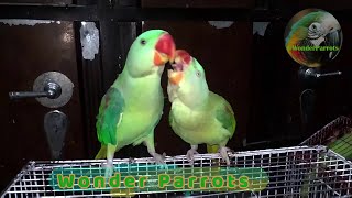 Parrot Natural Sounds  Parrot Talking [upl. by Ettevi209]