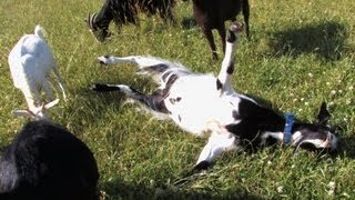 Myotonic Fainting Goats [upl. by Studnia]