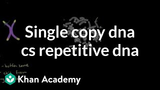 Telomeres and single copy DNA vs repetitive DNA  MCAT  Khan Academy [upl. by Braswell589]