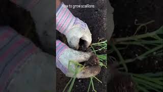 Growing Scallions springonion onion food recipe cooking foodie gardening like subscribe [upl. by Ynobe]