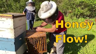 Honey Flow Swarm Cell Checking [upl. by Webber]