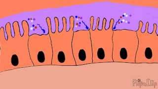 Mechanism of cholera toxin [upl. by Philipines70]