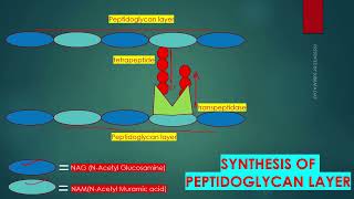 PEPTIDOGLYCAN SYNTHESIS IN BACTERIAL CELL WALL IN ENGLISH [upl. by Nolaj143]