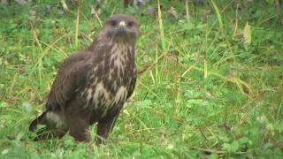 Poiana  Buzzard Buteo buteo [upl. by Lisbeth225]