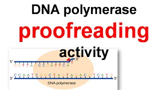 DNA polymerase proofreading [upl. by Notniv]