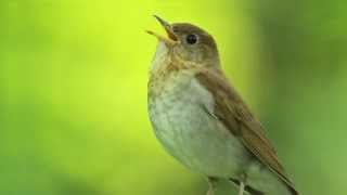 Veery Thrush [upl. by Gunar531]