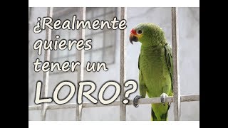 Como cuidar un LORO  ¿REALMENTE QUIERES TENER UNO [upl. by Jak]