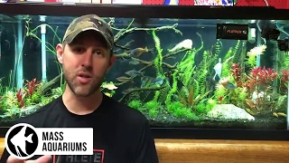 The Pros amp Cons of having Pressurized CO2 in the Planted Aquarium [upl. by Marriott]