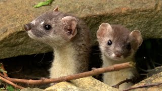 Stoat Kits Play in My Garden  Discover Wildlife  Robert E Fuller [upl. by Vorster]