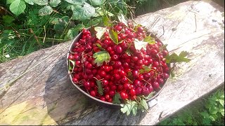 Autumn in the woods Hawthorn fruit leatherstormy weatherwandering new paths [upl. by Norahs]