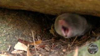 Shrew bites Chipmunks Tail [upl. by Dyanne]