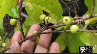 Flacourtia jangomas fruit  terrace garden [upl. by Attevroc927]