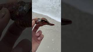 Saving a Stranded Hermit crab [upl. by Sheena]