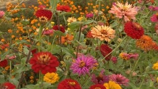 Growing Zinnias  At Home With P Allen Smith [upl. by Loma]