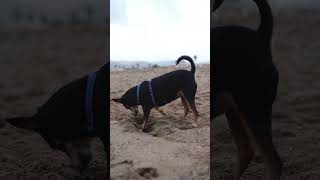 Funny Black Dog Basset happy dog PetSmart Grooming Petco Vet and More  YouTube Shorts Basset [upl. by Chita]