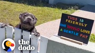 Pittie Patiently Waits By The Fence Each Morning To Greet His Neighbors  The Dodo [upl. by Medor]