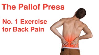 The Pallof Press The No 1 Exercise for Back Pain [upl. by Silden]