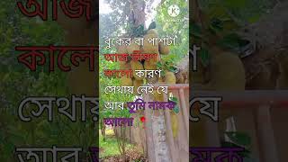 sorry dipannita song কালো dipannita music love newmusic motivation newmusicrelease sad [upl. by Eniamert498]