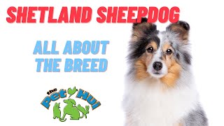 All About Dog Breed Shetland Sheepdog [upl. by Yknip]