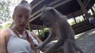 Monkeys Forest Ubud [upl. by Yrag]