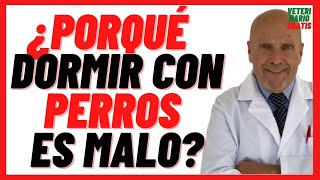 🔵ENFERMEDADES que se Transmiten por DORMIR con los PERROS 🔵¿DORMIR con PERROS en la CAMA es MALO 🔵 [upl. by Pappas]