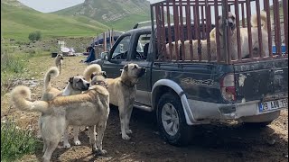 AZAP BİR SÜRÜ KÖPEĞİN İÇİNE DALDI  AZAPA BİNEMEDİLER AZAT KASADA BEKLEDİ AZAP RESMEN ŞOW YAPTI [upl. by Putnem417]